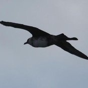 Pomarine Jaeger